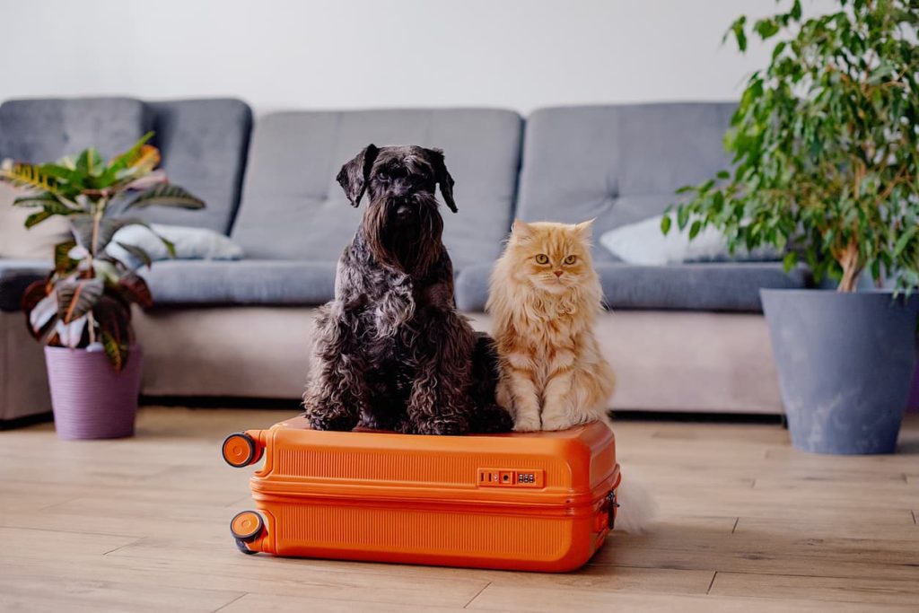 The Ultimate Guide to Pet Travel Documents: Ensuring a Smooth Journey for Your Pet 1 A dog and cat sitting on a suitcase, ready for travel. Discover everything you need to know about pet travel documents, notarization, and Apostille with NotaryPublic24.